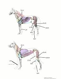 Acupressure For Canine Hip Dysplasia And Equine Hind End