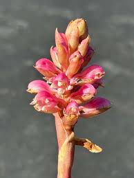 Image result for Satyrium