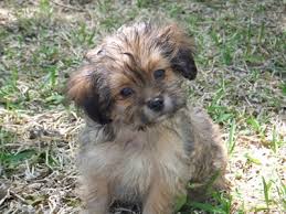 Find shih tzu in dogs & puppies for rehoming | find dogs and puppies locally for sale or adoption in canada : Shih Tzu Mix Photos Thriftyfun