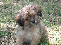 This designer dog has grown to become a popular choice of pet over the last few years because of both its stature and. Shih Tzu Crossbreed Pomeranian Online