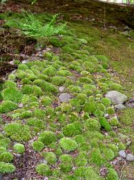 Fill your cart with color today! Should You Kill Moss Garden Housecalls