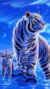 Here are only the best white tiger wallpapers. Baby White Tiger Wallpaper 81872u2 640x1136 Picserio Com