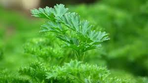 Cilantro offers vitamins and minerals that are beneficial to your guinea pig. Can Cats Eat Parsley Everything You Need To Know All About Pets
