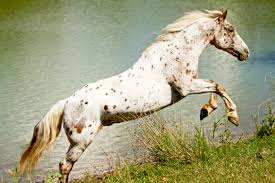 The summer rider and star stable online. Are Appaloosa Horses Rare Are They Good Kids Horses