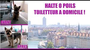 Selon votre chien, selon votre demande, le toiletteur vous propose d'entretenir la poil de votre animal : Toilettage Comment Toiletter Son Chien A Domicile Youtube