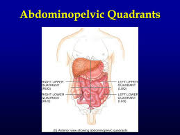 As previously mentioned, one system of describing abdominal surface anatomy involves dividing it into four quadrants. Ppt The Human Body Powerpoint Presentation Free Download Id 4205970