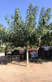 Die blätter sind rötlich, solange sie noch jung sind, später werden diese grün. Zitronenlust Onlineshop Fur Mediterrane Pflanzen Und Baume Weisser Maulbeerbaum Morus Alba