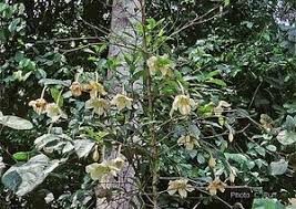 Image result for Rothmannia whitfieldii