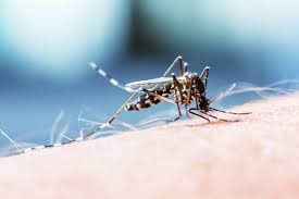 Apabila wanita hamil mengalami demam denggi, kesan buruk tidak hanya dirasai sendiri. Jangan Lupakan Denggi Positive Parenting