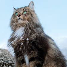 How Vikings Cats Were Different To Today S Cats History View source on github   in this tutorial, we will discuss how to classify images into pictures of cats or pictures of dogs. how vikings cats were different to