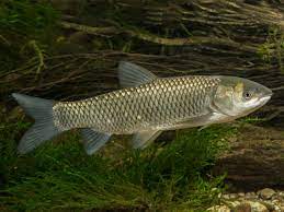 In the usa, it has been recorded in 45 states and is known to have host animal. Ctenopharyngodon Idella Aquafood