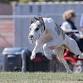 San Joaquin Kennel Club Dog Show