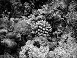 But choosing a reef safe sunscreen is easy — if you know what to look for. Sunscreen Bans Coral Reefs And Skin Cancer Raffa 2019 Journal Of Clinical Pharmacy And Therapeutics Wiley Online Library