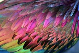 Birds Of A Feather 2019 Blog Myee Carlyle Parrot Feather Nicobar Pigeon Feather Wings