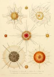 Art Forms From The Ocean The Radiolarian Atlas Of 1862 Pin On Nature Radiolarian