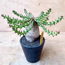 Image result for Euphorbia fanshawei