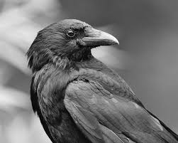 Crow Dsc 6027 01 Yirtici Kuslar Hayvan Karga