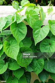 Image result for Telosma africana