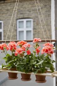 Red geraniums flower early in the spring, producing abundant blooms throughout the season. 13 Little Known Geranium Facts Pelargonium