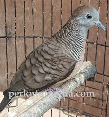 We did not find results for: Jenis Burung Perkutut Dan Gambarnya Lengkap Dengan Katuranggannya Perkututpedia Referensi Kung Mania