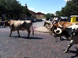 We did not find results for: Fort Worth Stockyards Cattle Drive Aufnahme Von Fort Worth Herd Tripadvisor