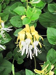 Image result for Lonicera