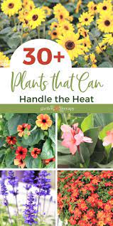 Heat Tolerant Plants That Love The Sun Garden Therapy In 2021 Heat Tolerant Flowers Heat Tolerant Plants Plants