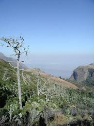 Image result for Rawsonia burtt-davyi