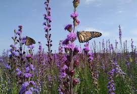 Check spelling or type a new query. Meadow Blazing Star Minnesota Native Landscapes Heal The Earth