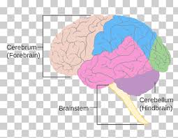 Brainstem development is similar to spinal cord development and unfolds like a book. Brainstem Png Images Klipartz