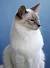 Lynx Point Balinese Cat