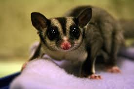 Facts and information on sugar gliders as pets including care sugar gliders: Ica Foils Smuggling Attempt Of Spotted Doves And Sugar Gliders Into Singapore Coconuts Singapore