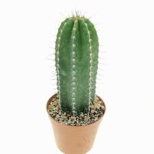 Image result for Neobolusia