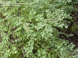 Check spelling or type a new query. Plantfiles Pictures Symphoricarpos Species Bird S Eye Bush Coralberry Indian Currant Symphoricarpos Orbiculatus By Frostweed