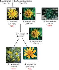 Image result for Senecio sp.no.3