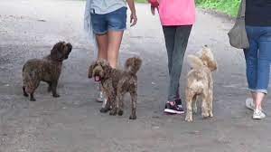 A Massive Cockapoo Walk Youtube