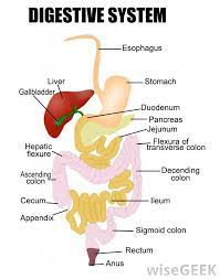 What Is Habba Syndrome With Pictures