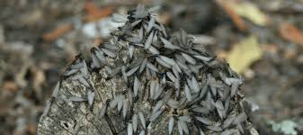 What do termites look like? What Do Baby Termites Look Like Abc Blog