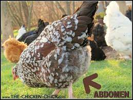 Swollen abdomen in chickens is a common problem most poultry farmers face. Pin On Pinning With My Peeps The Chicken Chick