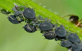 Maybe you would like to learn more about one of these? Bladloss Sa Blir Du Av Med Ohyra Pa Dina Krukvaxter Hem Hyra