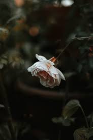 Get inspired with our handpicked collection of flower pictures hd to 4k quality available for commercial use download now for free! 7 Plants And Flowers To Help You Cope With Grief And Loss Botaniq