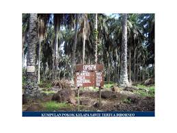 Search and share any place, find your location, ruler for distance measuring. Kunak Kelapa Sawit Tertua Di Borneo Borneo Sabah Plants