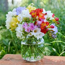 Image result for Freesia grandiflora