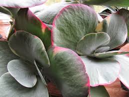 Kalanchoe Thyrsiflora Piante Appartamento Coltivazione Calancoe