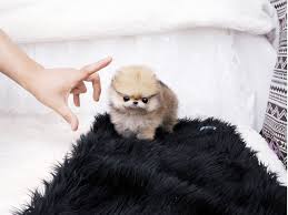 We did not find results for: Teacup Pomeranian For Sale Uae Novocom Top