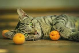 In fact, it can help you with your morning sickness. Are Fruit And Vegetables Safe For Cats What Every Cat Owner Should Know We Re All About Cats