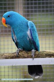 Bah Moi Je Voulais Un Peu D Originalite Alors Je Me Suis Transforme En Schtroumpfs Parrot Bird Best Pet Birds Parrot