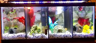 Pin By Jacqueline Hart On Peces Fish Tank Fish Tank Decorations Fish Tank Themes