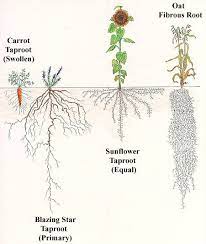 Via Awelltraveledwoman Root Structure Tree Roots Biology Plants