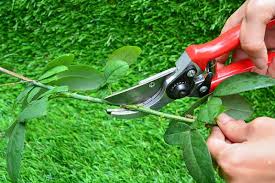 Image result for cuttings of roses